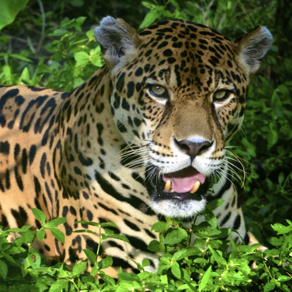 Manu National Park