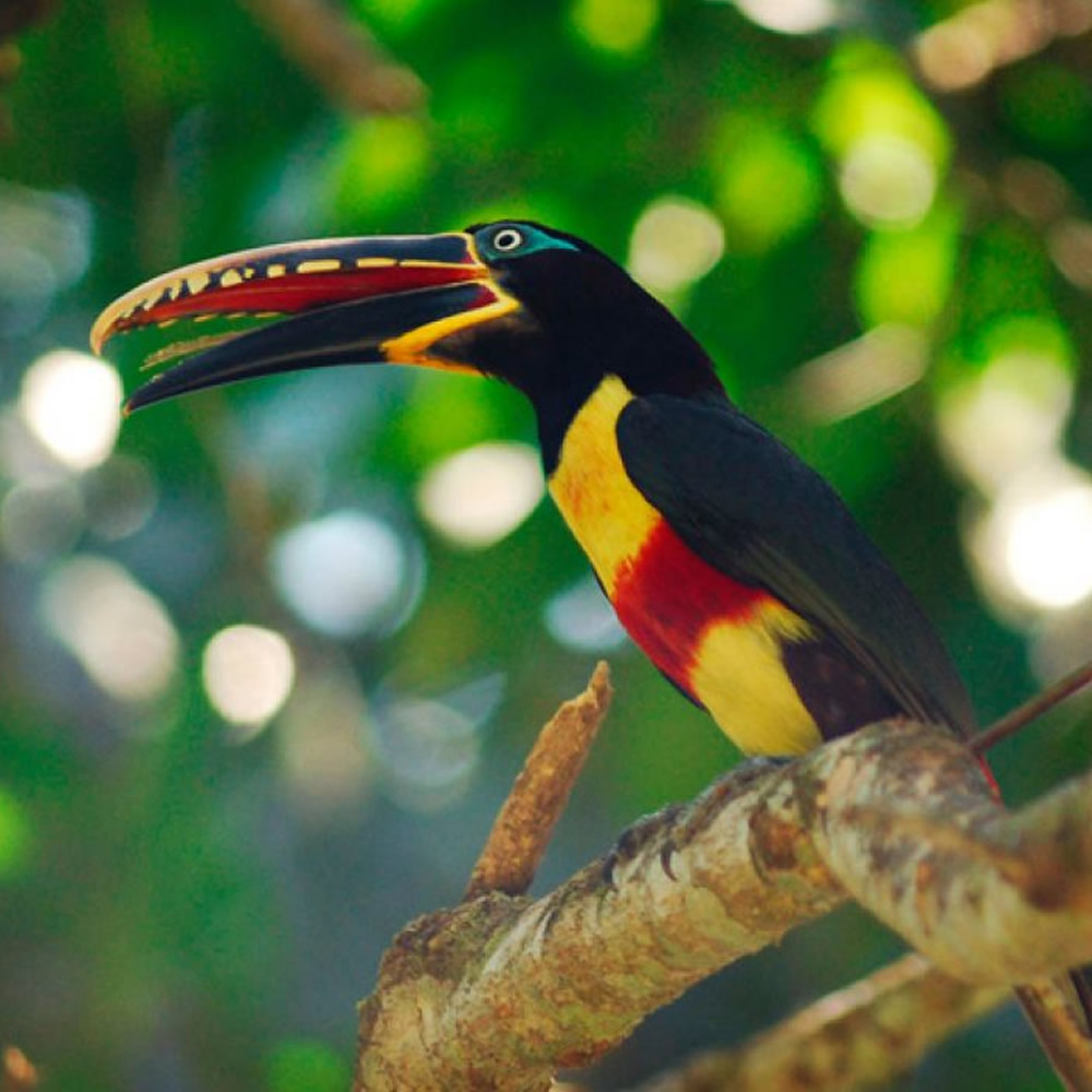 Manu National Park2